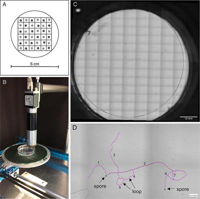 The potential of strigolactones to shift competitive dynamics among two Rhizophagus irregularis strains